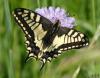 Papilio machaon